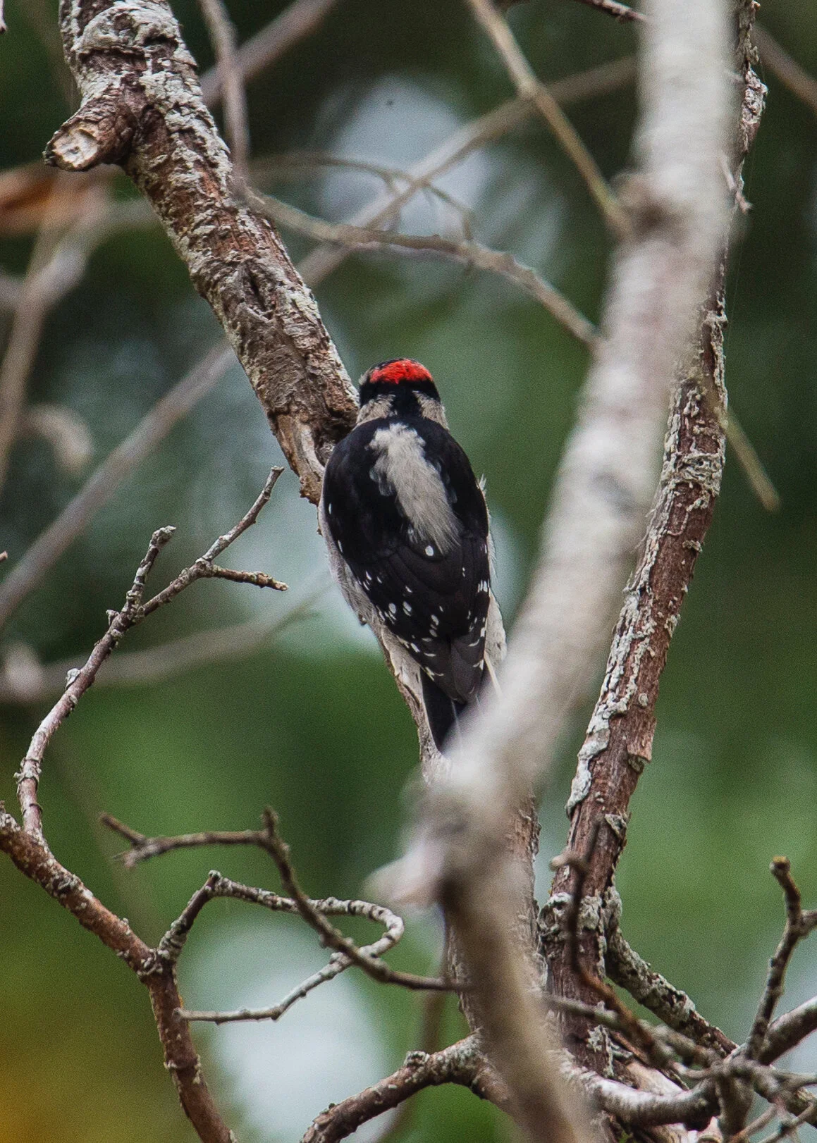  This downy woodpecker was flitting about a bunch of the trees, and let us get surprisingly close 