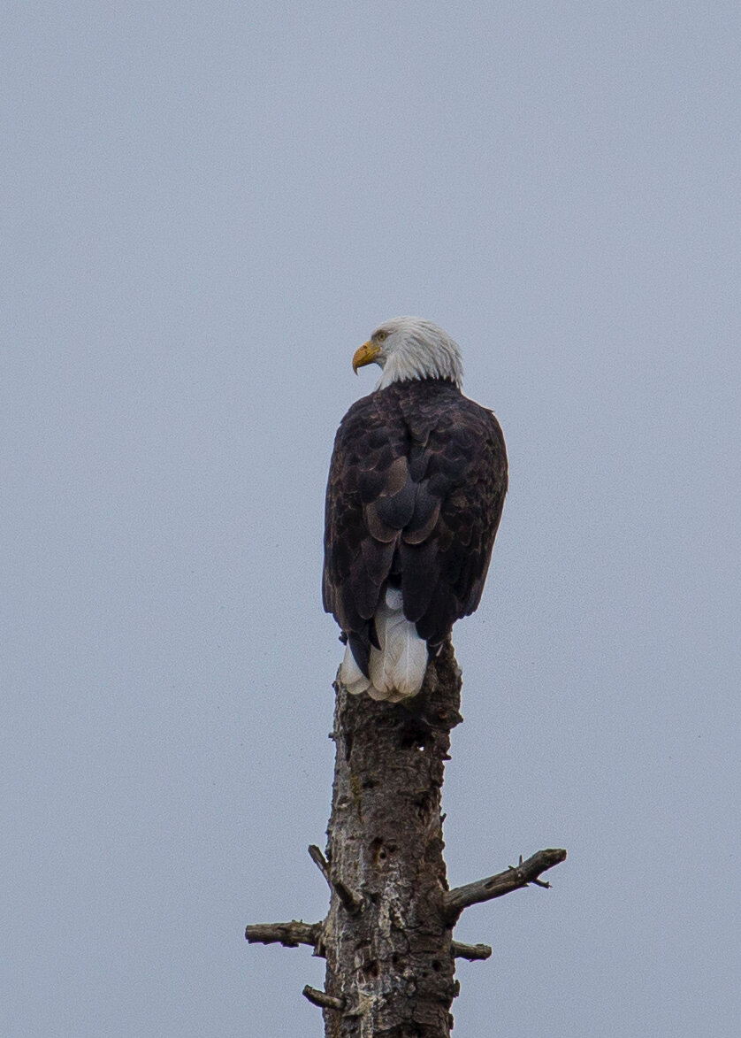  And then a bald eagle landed in a tree top not too far away 
