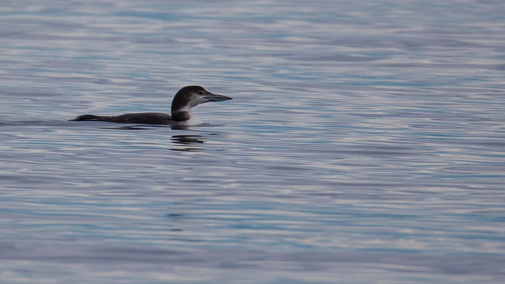  Common loon 