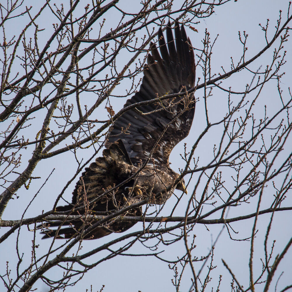  A juvenile bald eagle was sitting in the trees at the entrance. It stayed for a while, before flying off. 