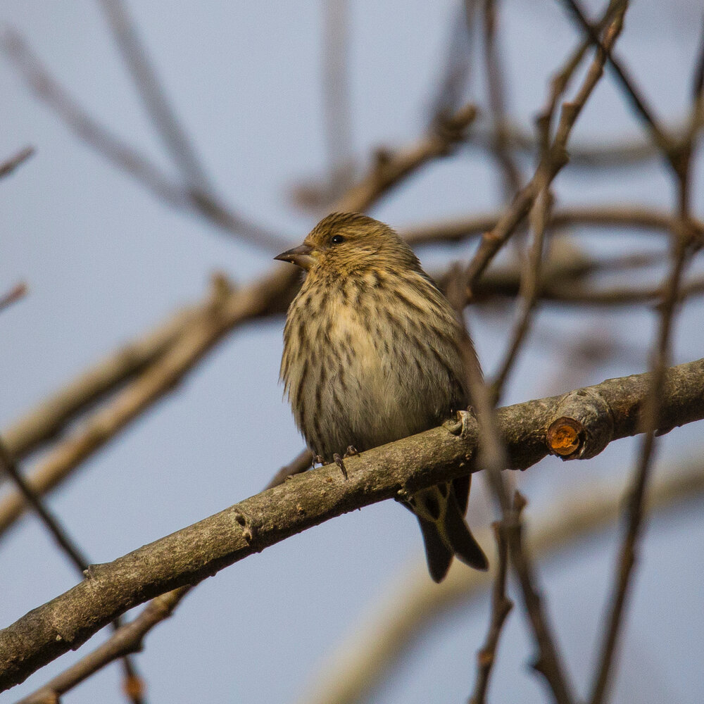 Pine Siskins. There was a flock of them