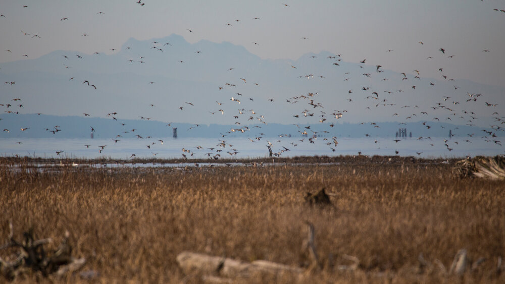  Huge flocks of birds during migration are what make this area so important. 
