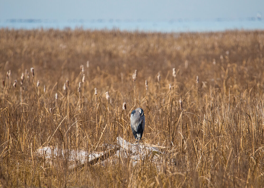  Great blue heron having a snooze. 