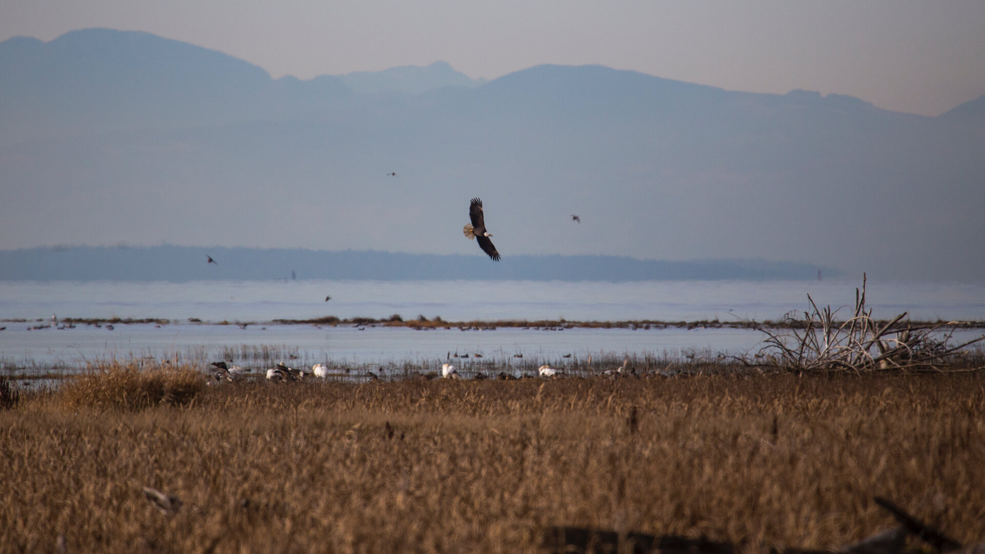  A bald eagle, circling in to land over a flock of trumpeter swans. 