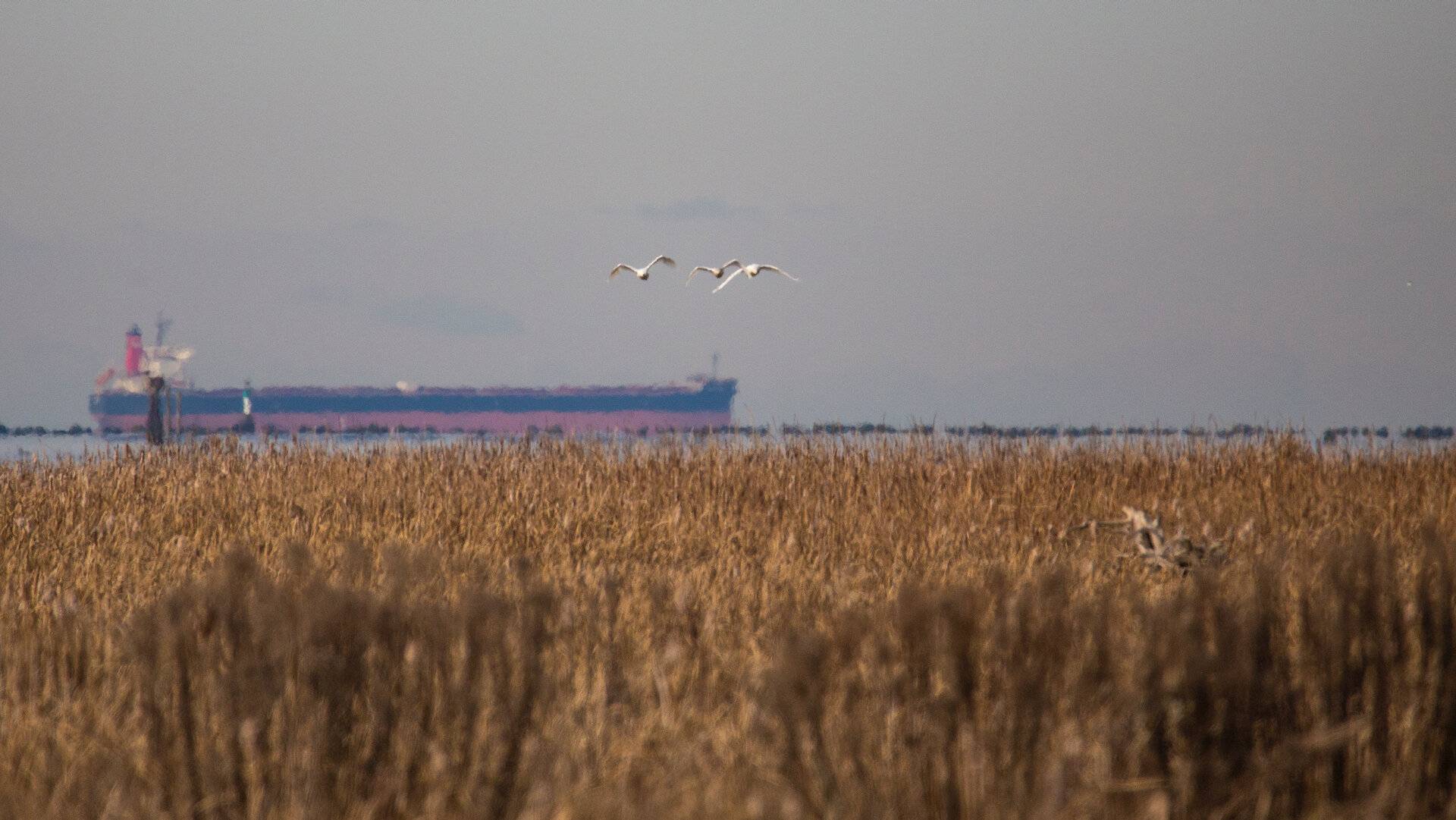  Trumpeter swans in flight. 