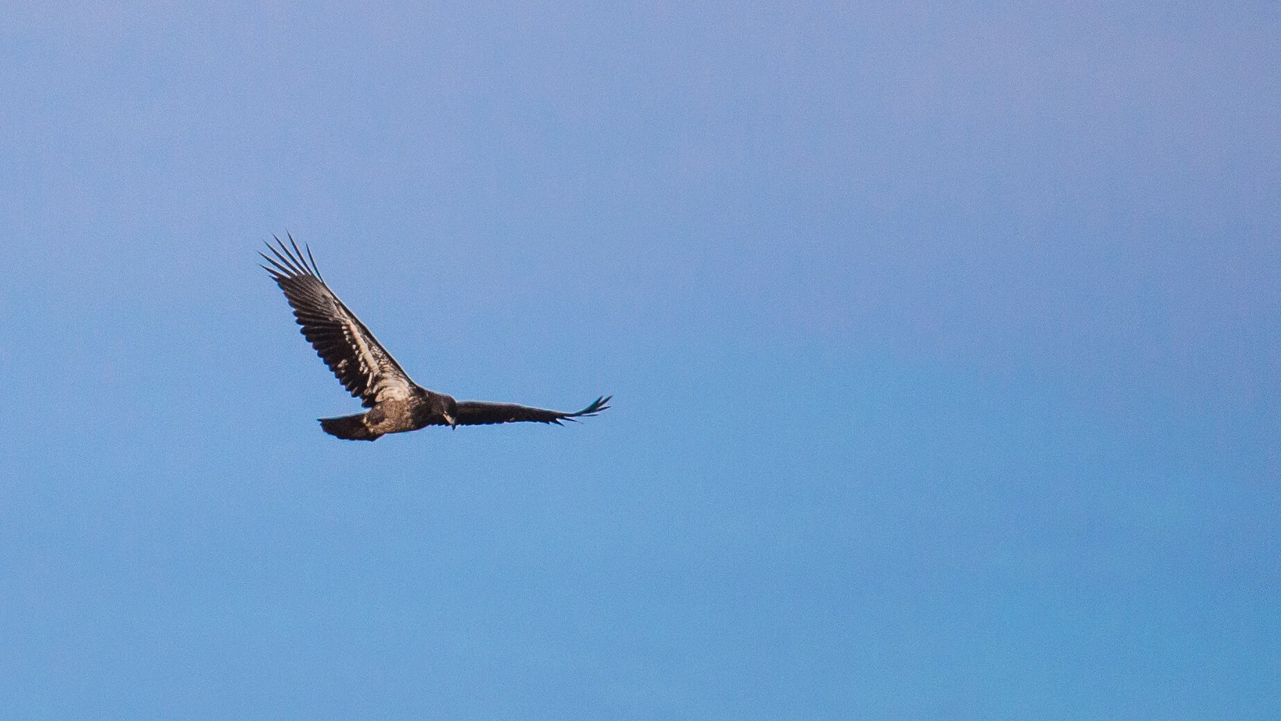  Another bald eagle swoops overhead. 