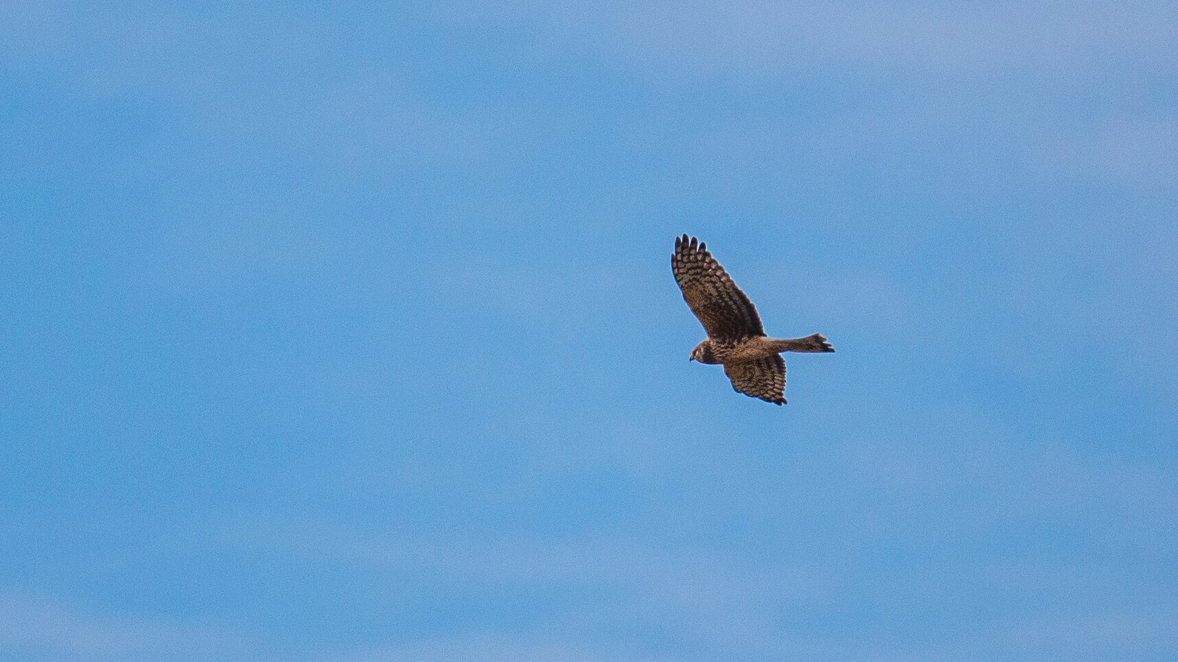  A Northern Harrier, hunting over the marsh. 