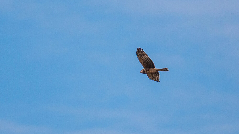  A Northern Harrier, hunting over the marsh. 