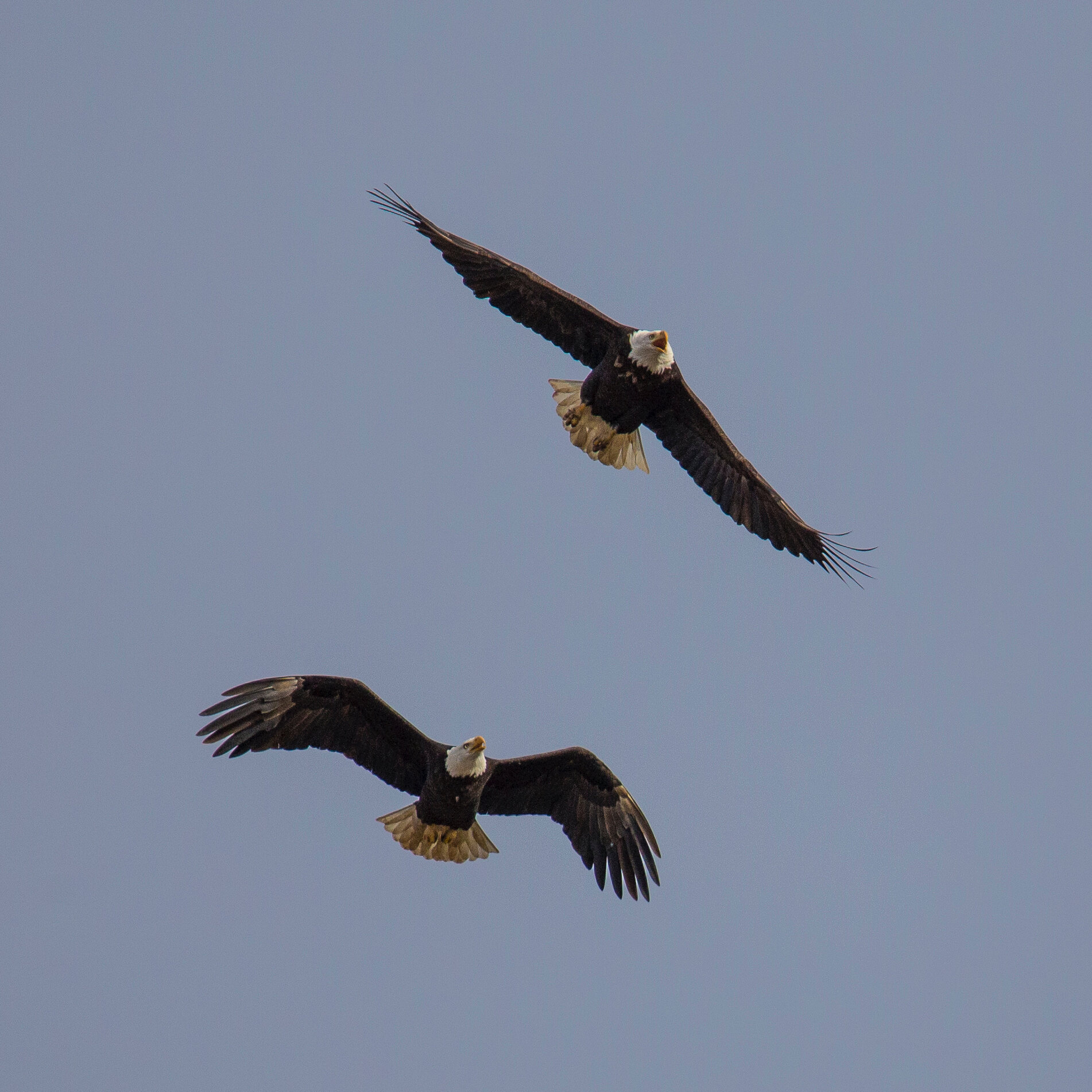  There were tons of bald eagles around, as is the norm this time of year. 