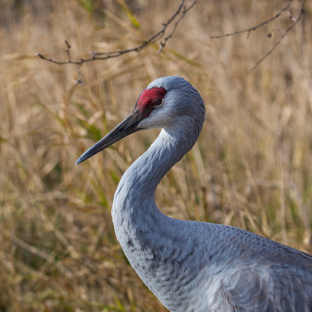  The small flock of resident Sandhill Cranes were hanging out by the ponds. 