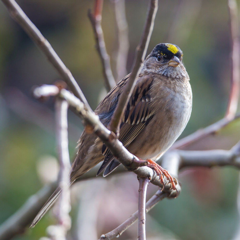 Golden-crowned Sparrow 