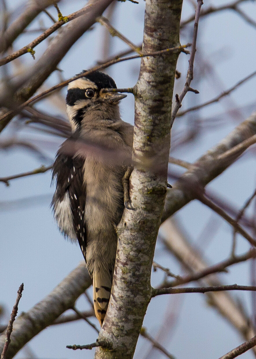  Downy Woodpecker 