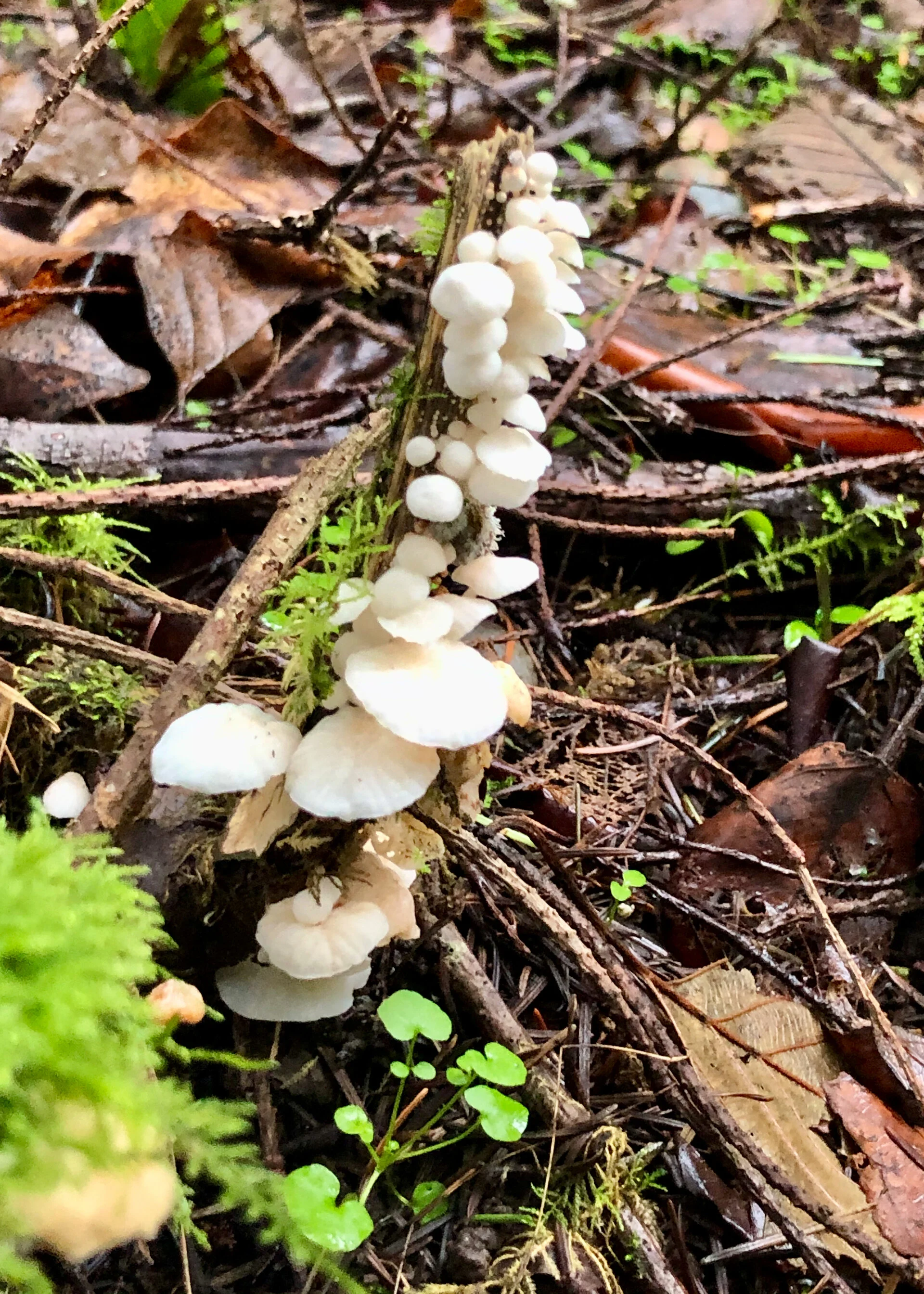  We found some new, interesting mushrooms as we wandered in the forest. 