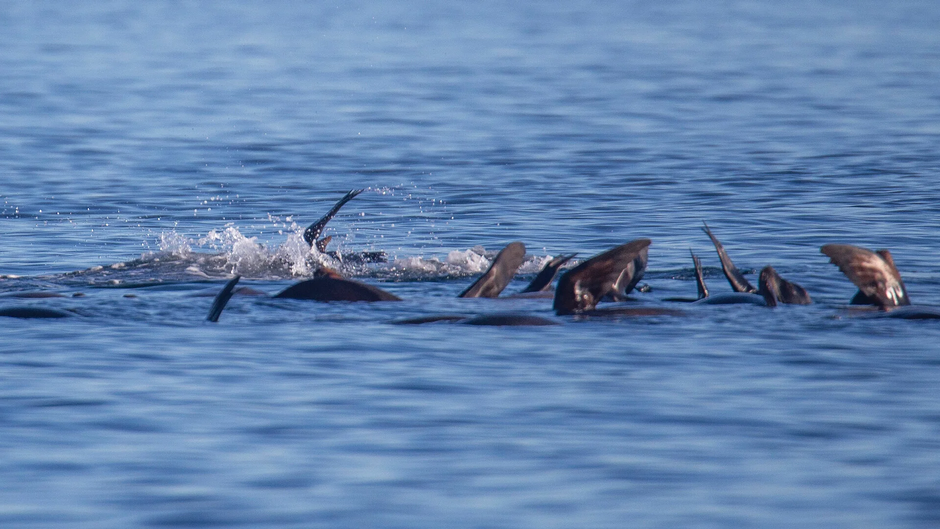  The sea lions were pretty active. I managed to get one action sequence. 