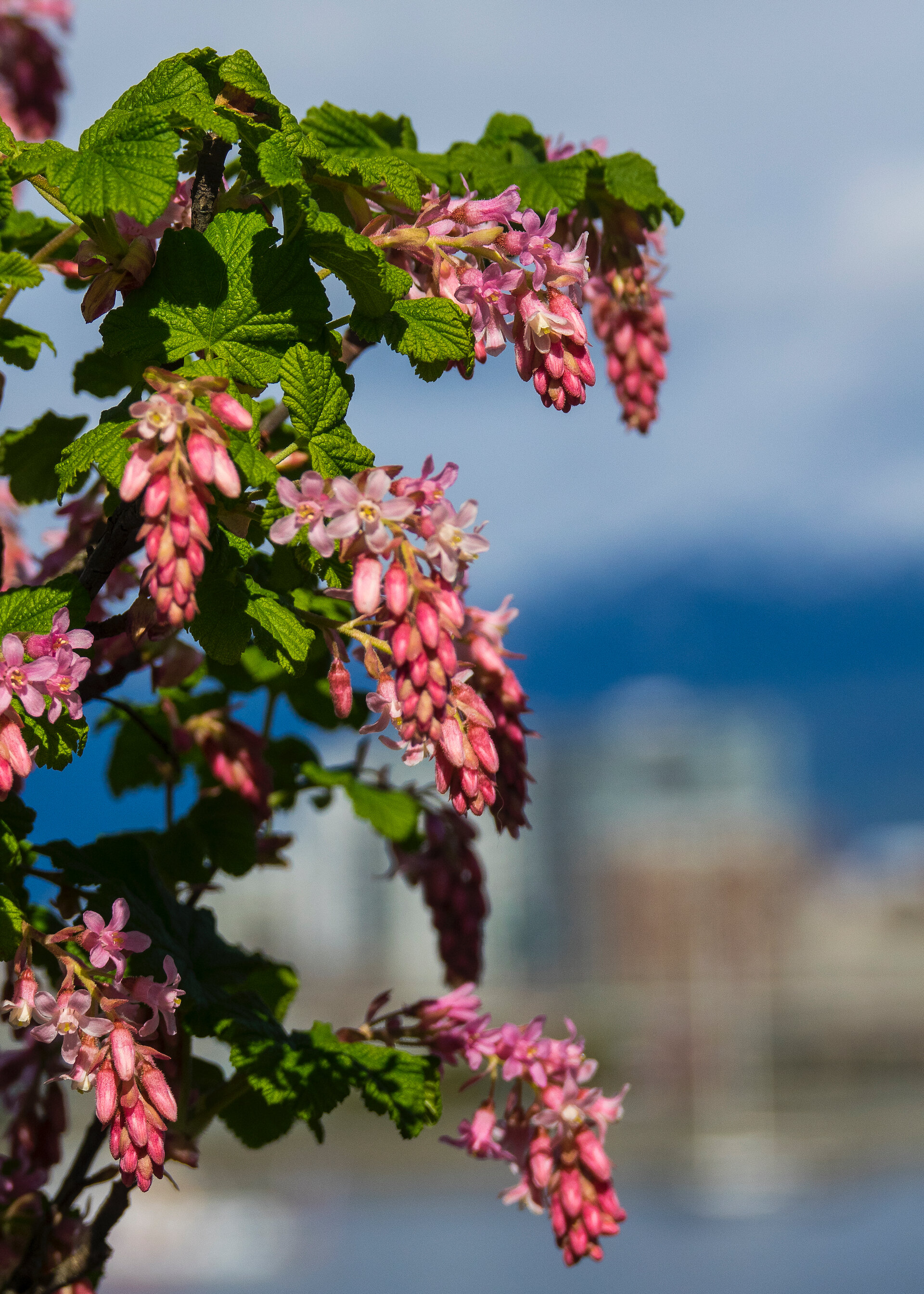 2020 03 Vancouver Flowers - 5.jpeg