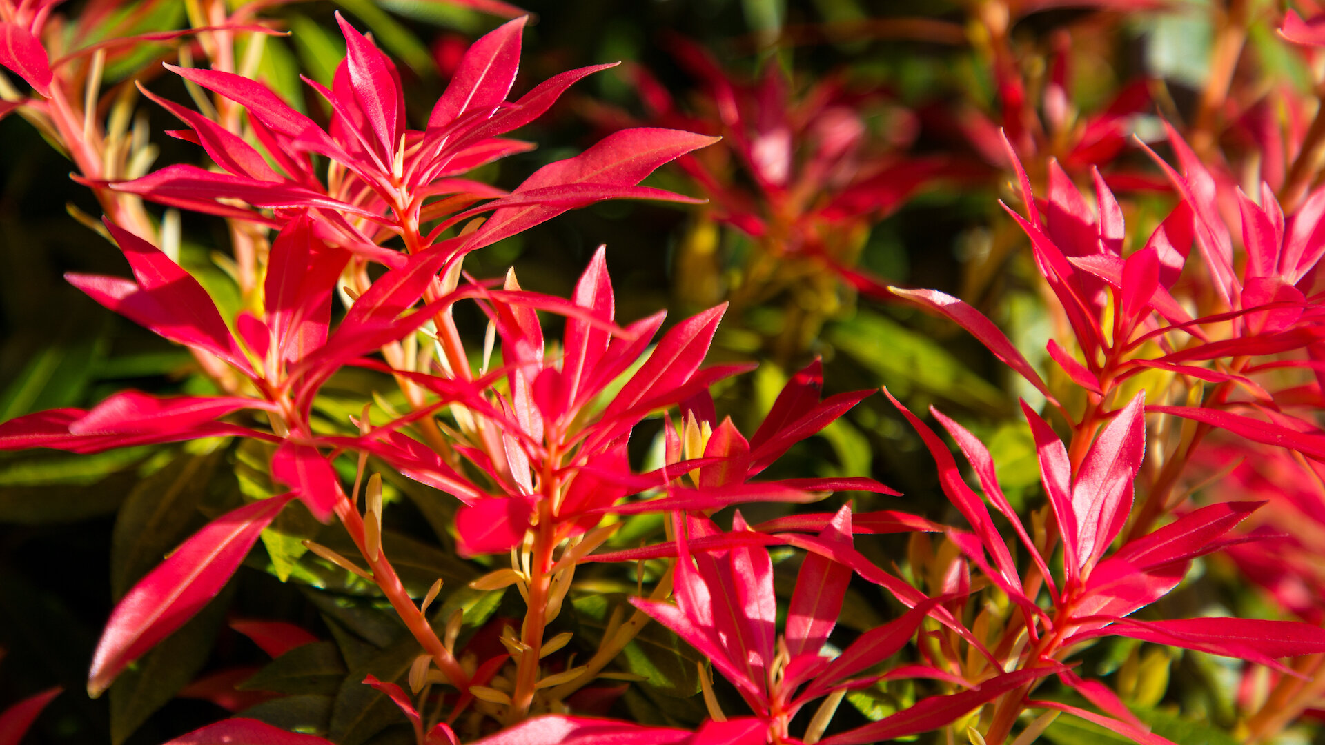  These bushes are all along 7th Ave, and change colour quite dramatically over the course of the spring. 