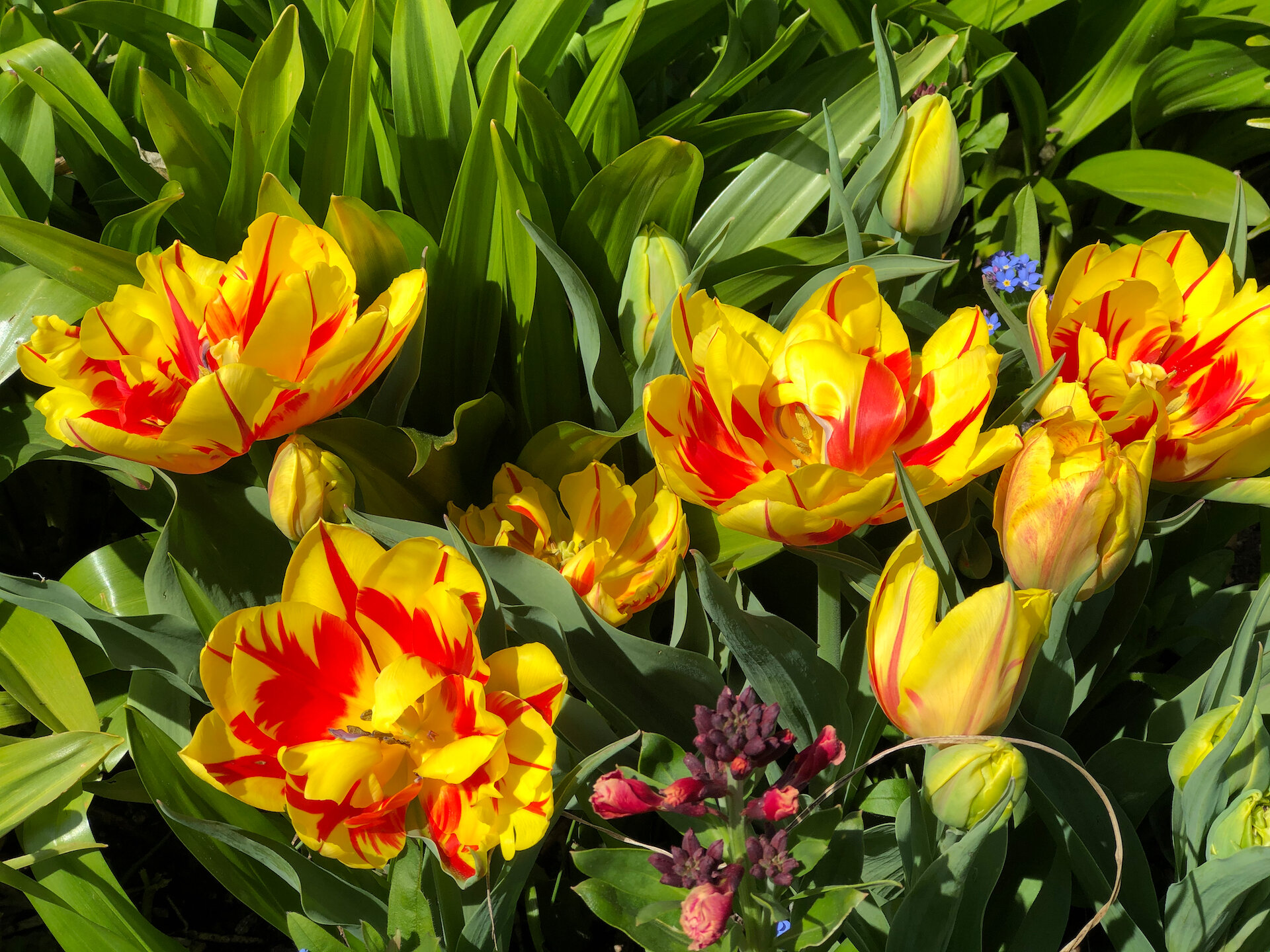  At the top of the stairs going down to the seawall, the City has some beautiful gardens. They had this spectacular tulips in this spring. 