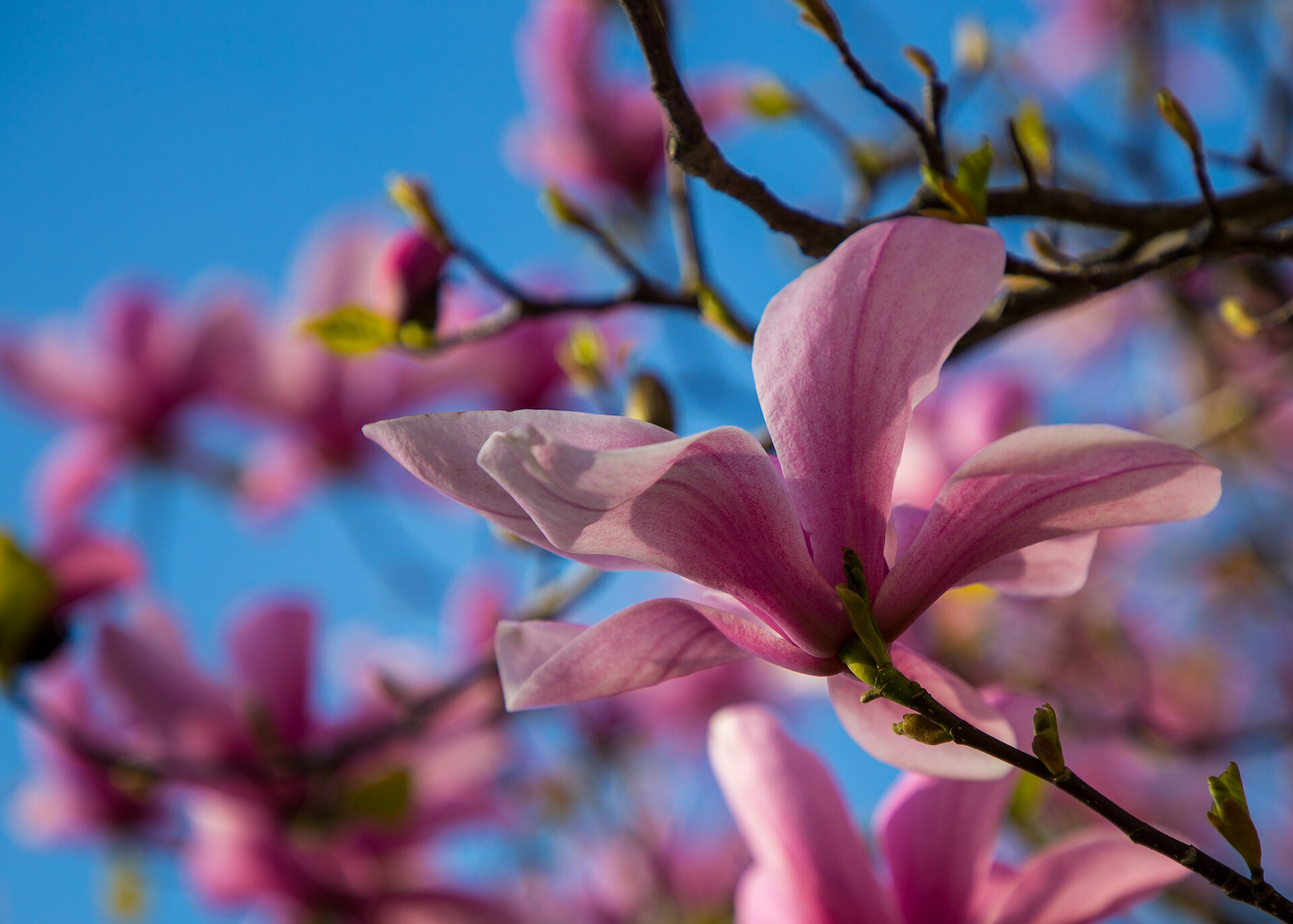  The magnolias with the huge blossoms are always spectacular. 