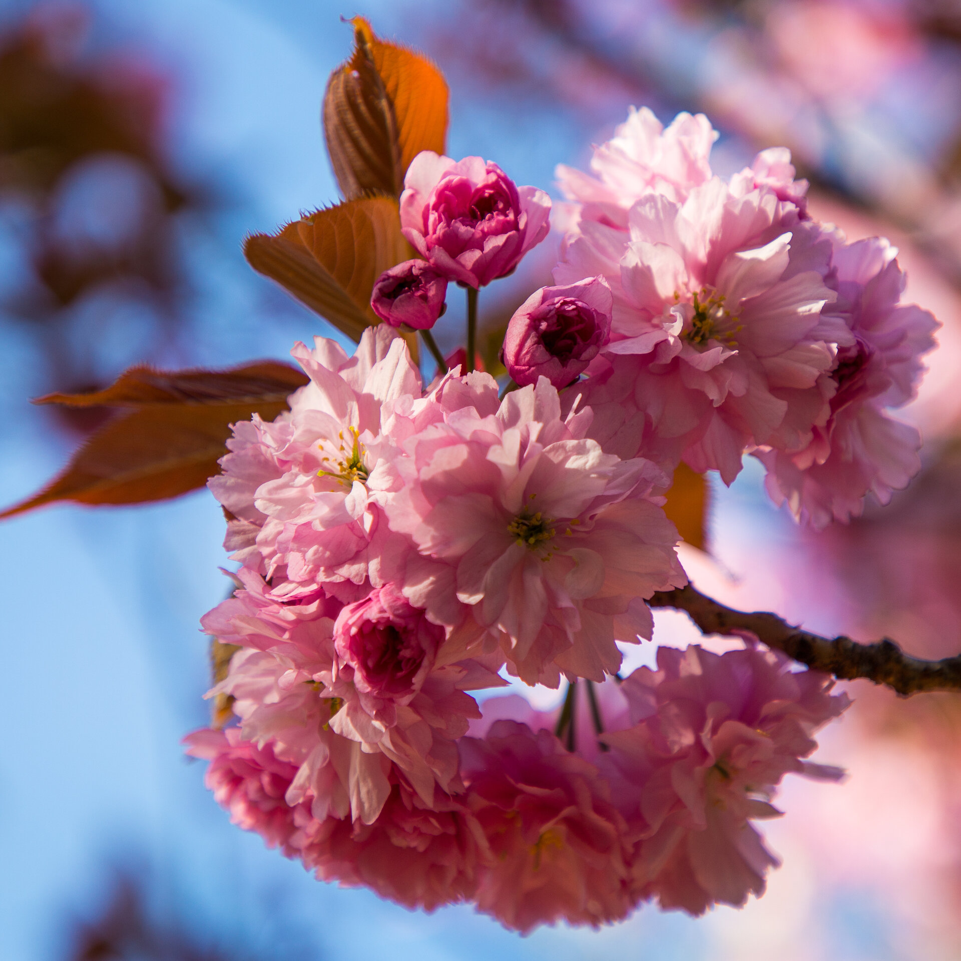  Along 7th, there are a lot of old, mature cherries that flower each spring. It’s always amazing. 