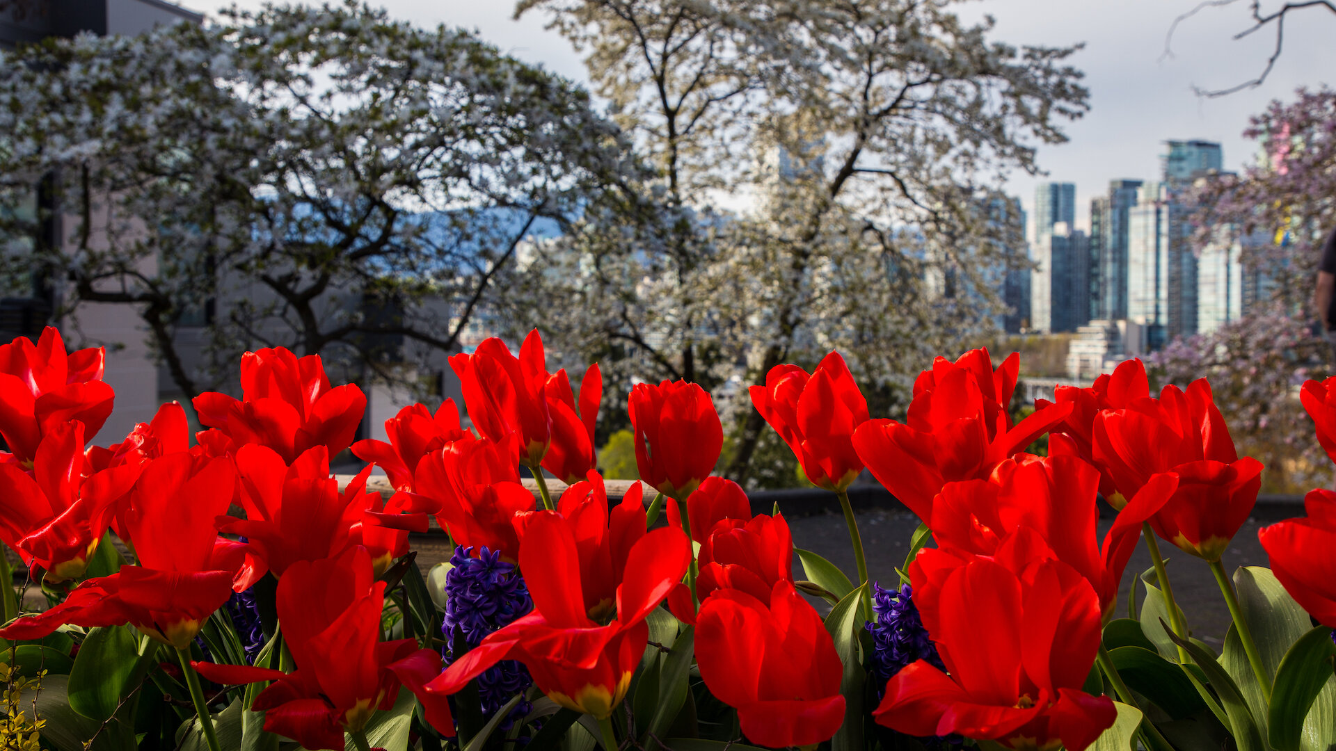  There are always lots of tulips in the spring! 