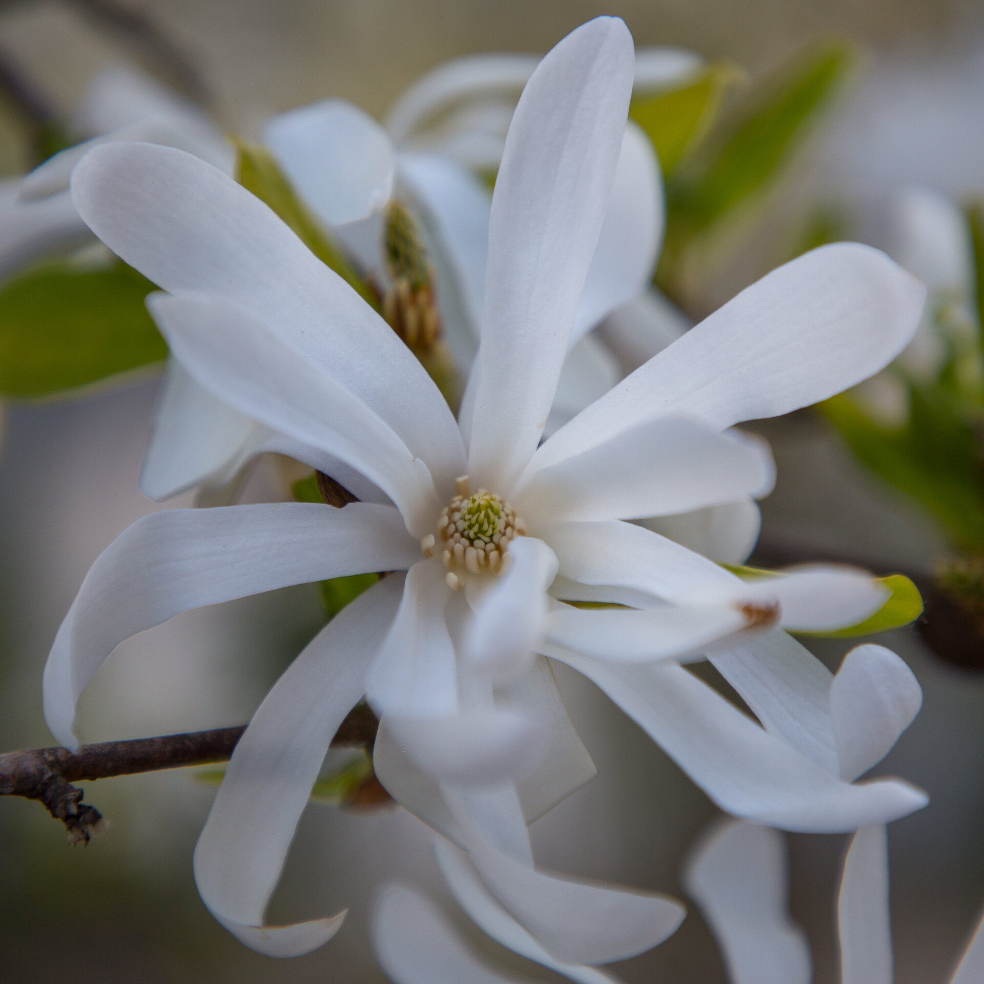 These white magnolias seem to hold their flowers quite well. They seem to last longer than the big ones.