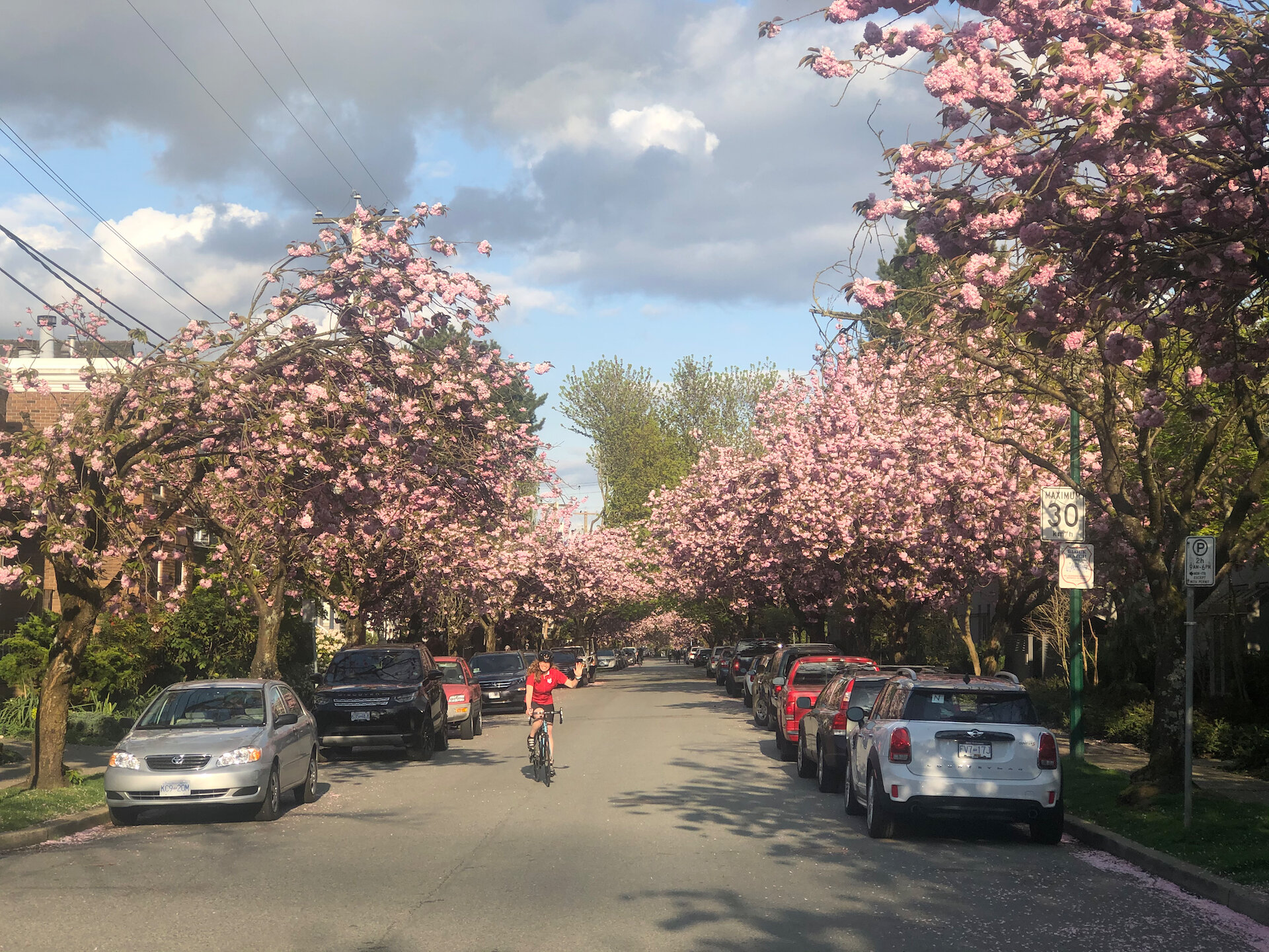 Out for a ride with Justine, coming back along 7th shows the cherries in full bloom. 