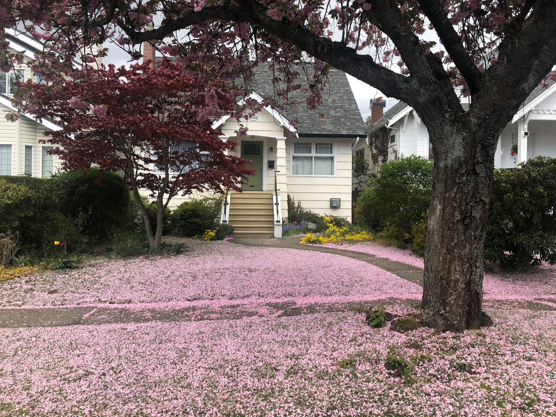  Once the petals start coming off the cherries, it’s like pink snow. 