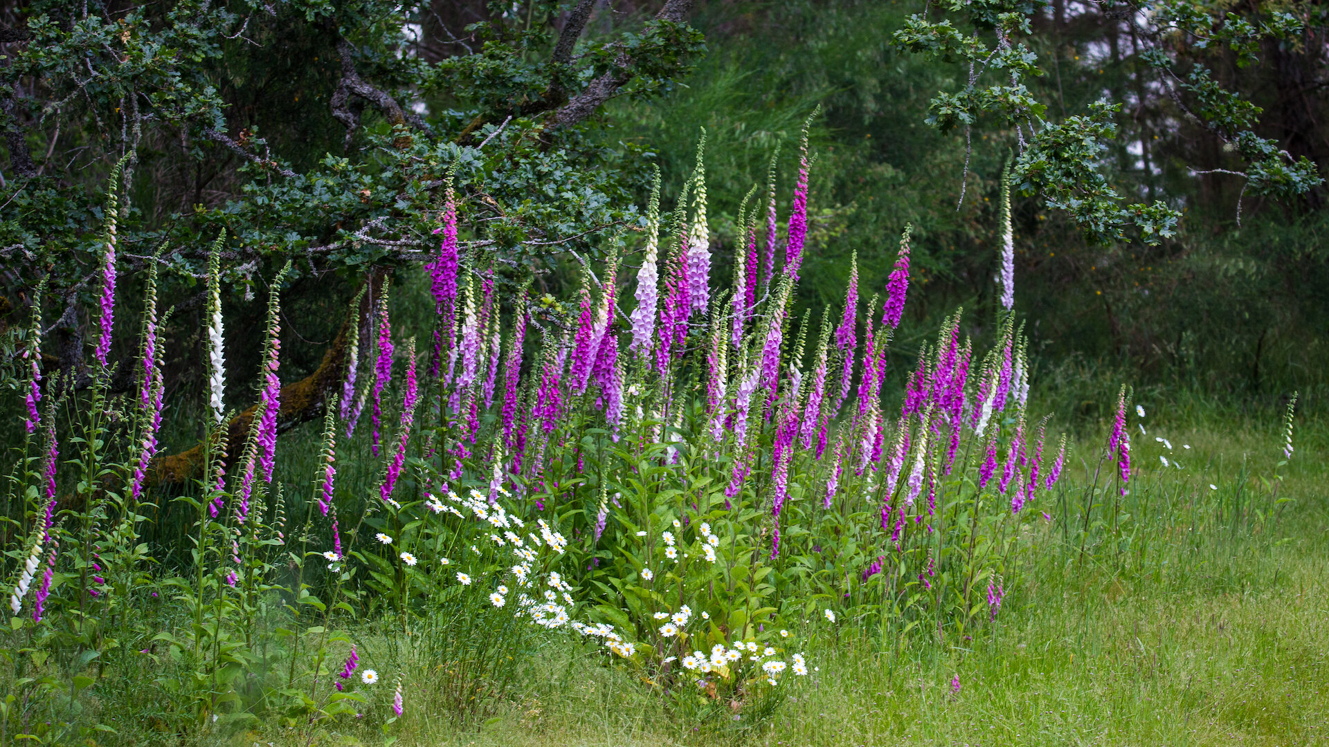  The foxglove has exploded this spring. 