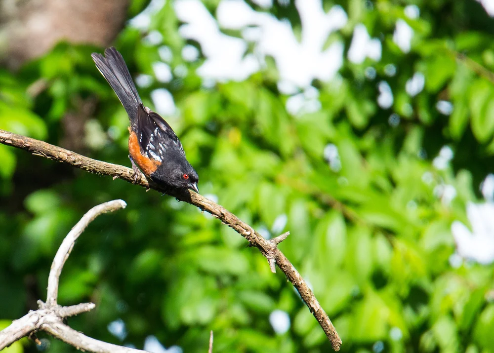  Spotted Towhees are pretty common, and seem to really like the new bird feeder. 