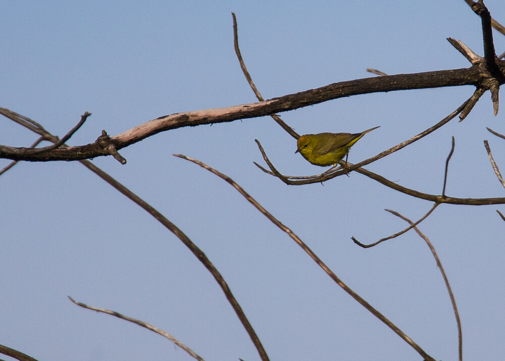  The spot or orange on this little guys forehead suggests the  Orange-crowned Warbler  