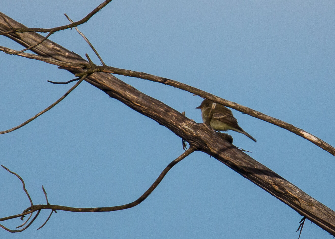  It’s a little hard to tell, but we think this is a  Least Flycatcher  