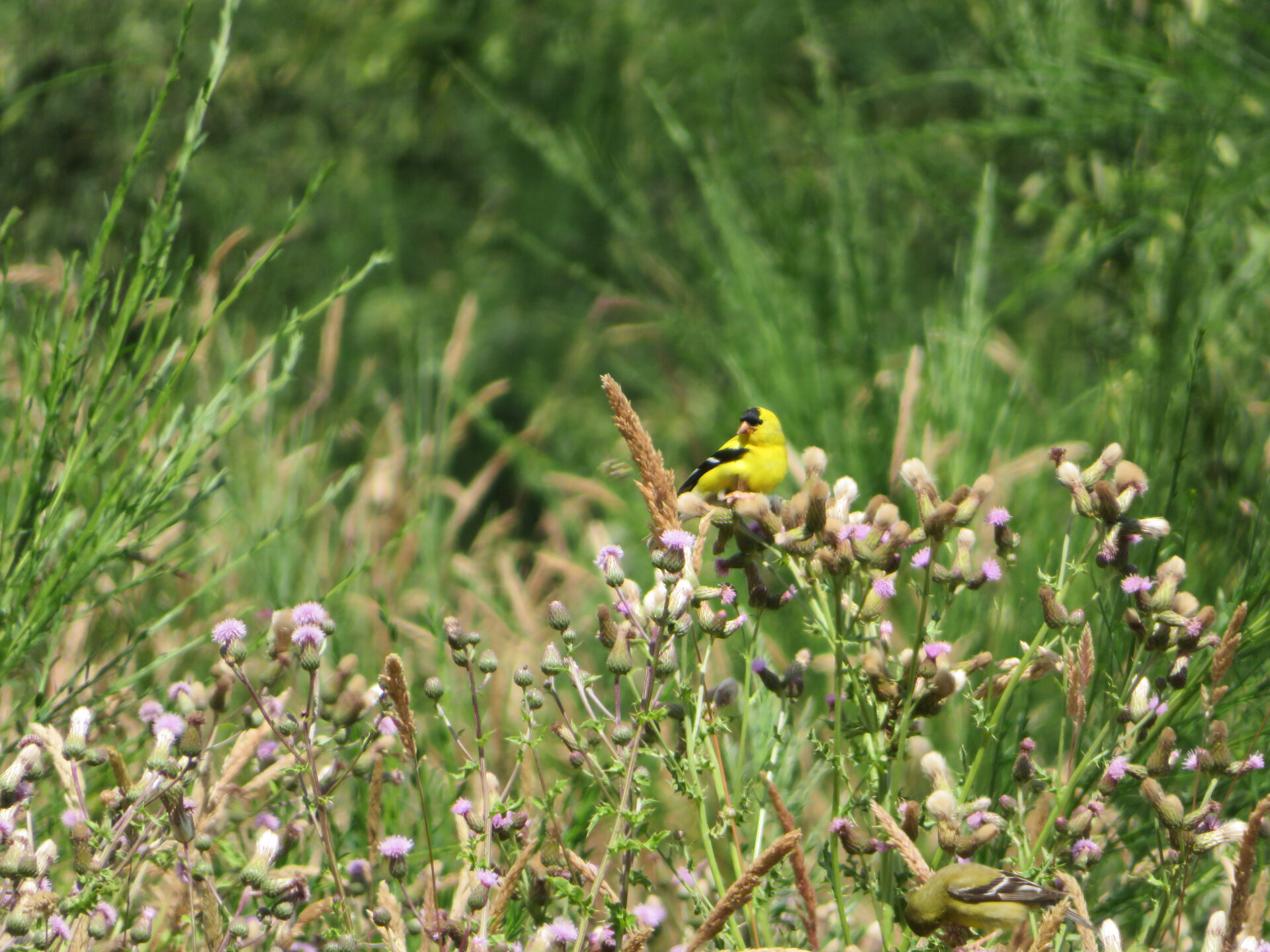  Male goldfinch. 