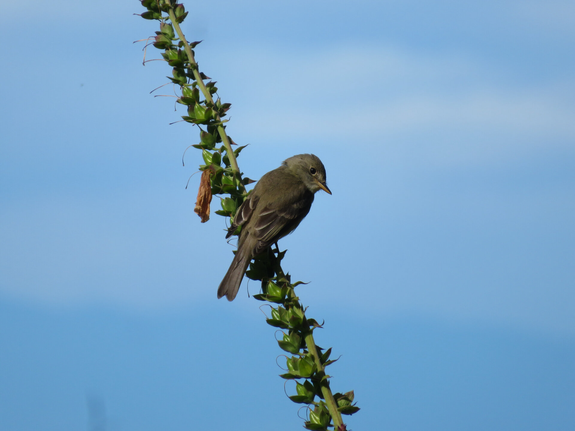  I think this is a Pacific-slope Flycatcher 