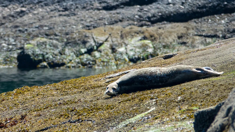  A harbor seal, keeping an eye on us but generally not too concerned. 