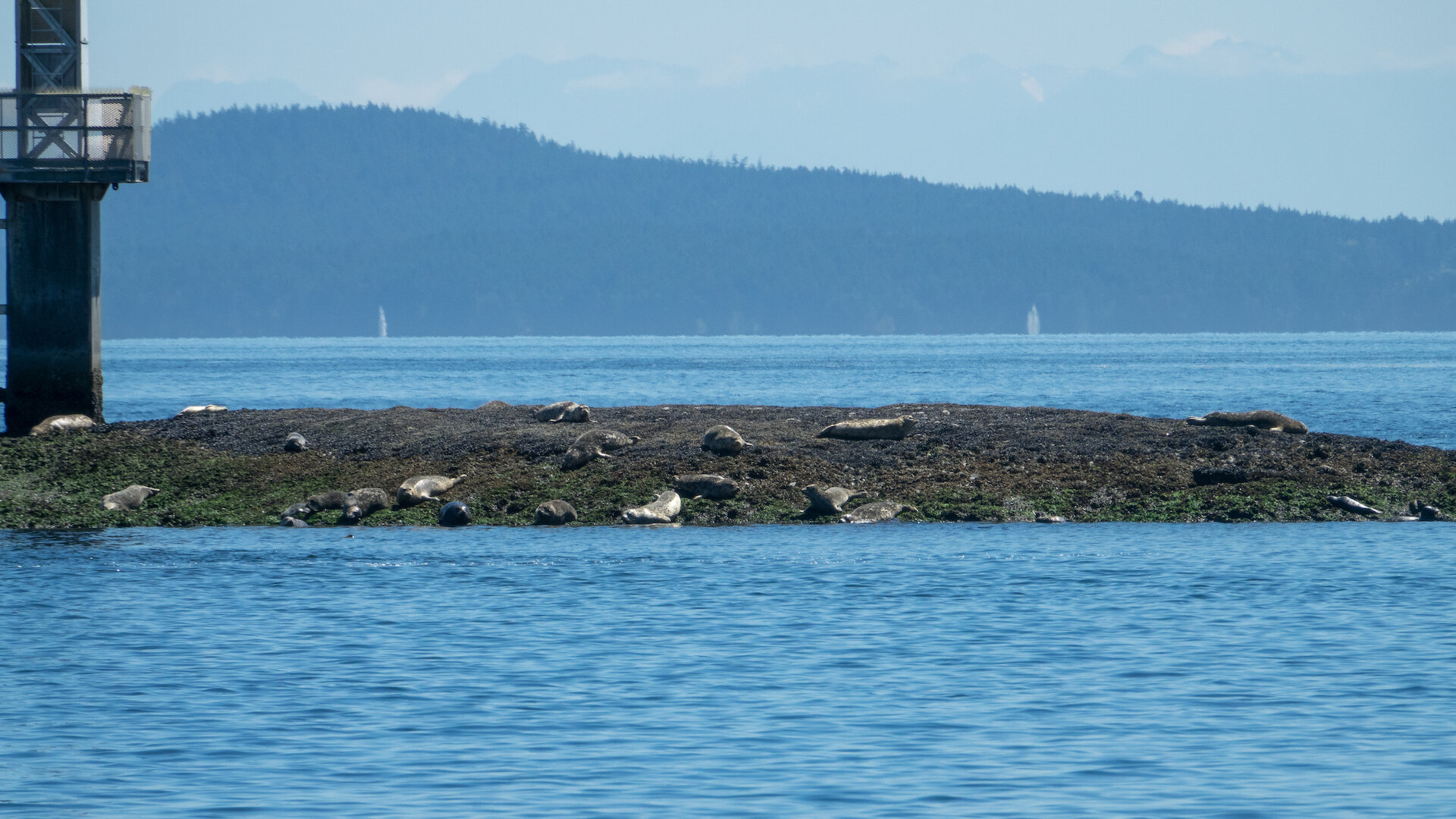  The usual collection of harbor seals hanging out on the rocks. 