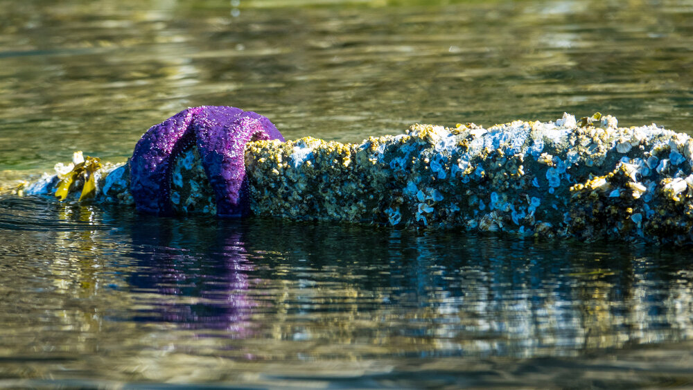  The tide was going out a bit, so we had lots of marine life to see, like this purple sea star. 