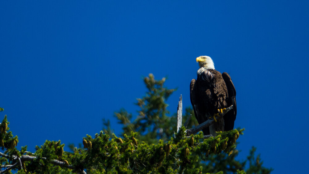  As always, there were lots of bald eagles about. 