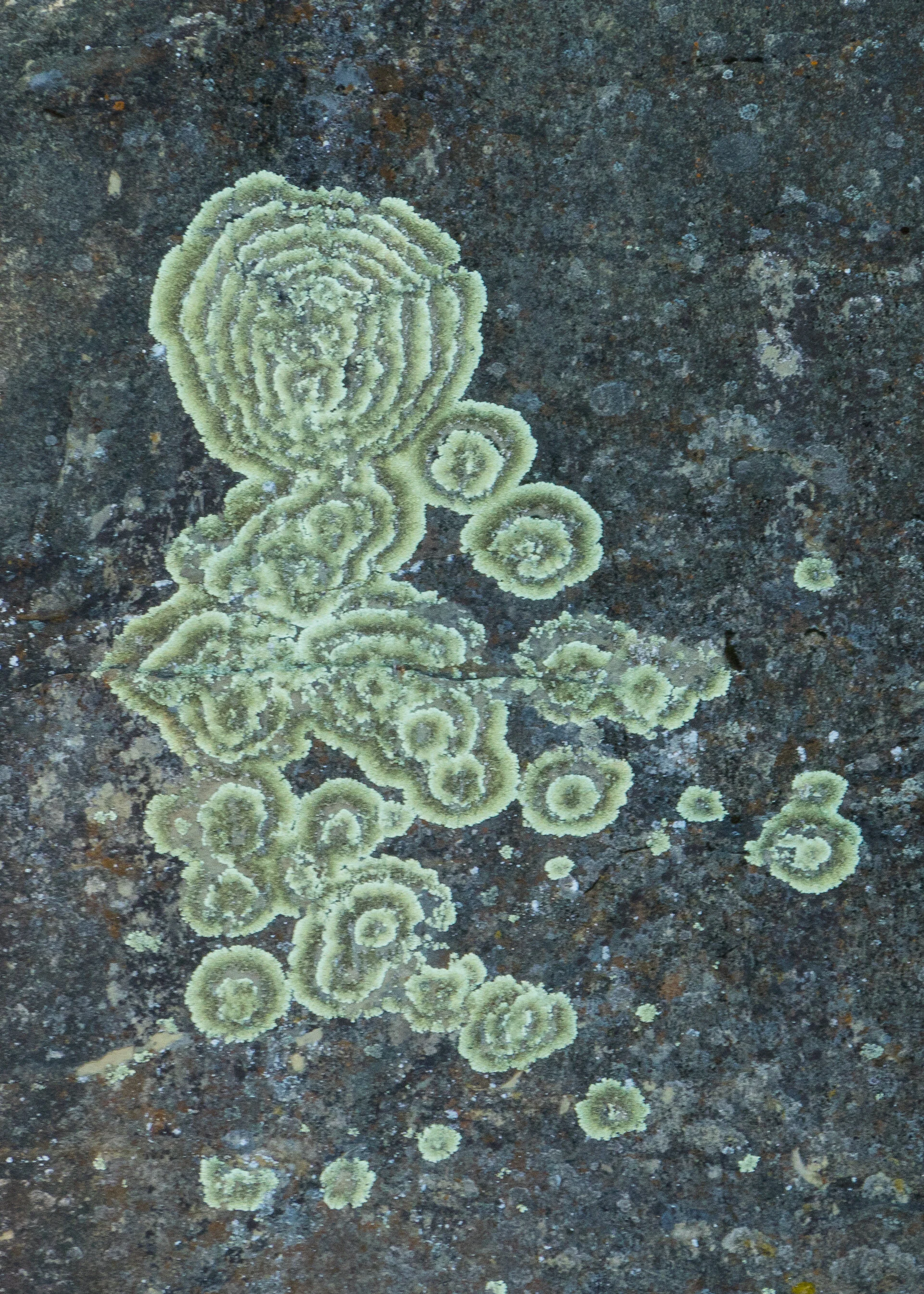  A closer view of the lichen on the wall. Much bigger than you would have expected, and such an interesting pattern. 