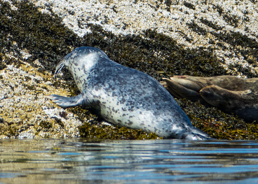  A baby harbour seal, pulling itself up on the rocks. 