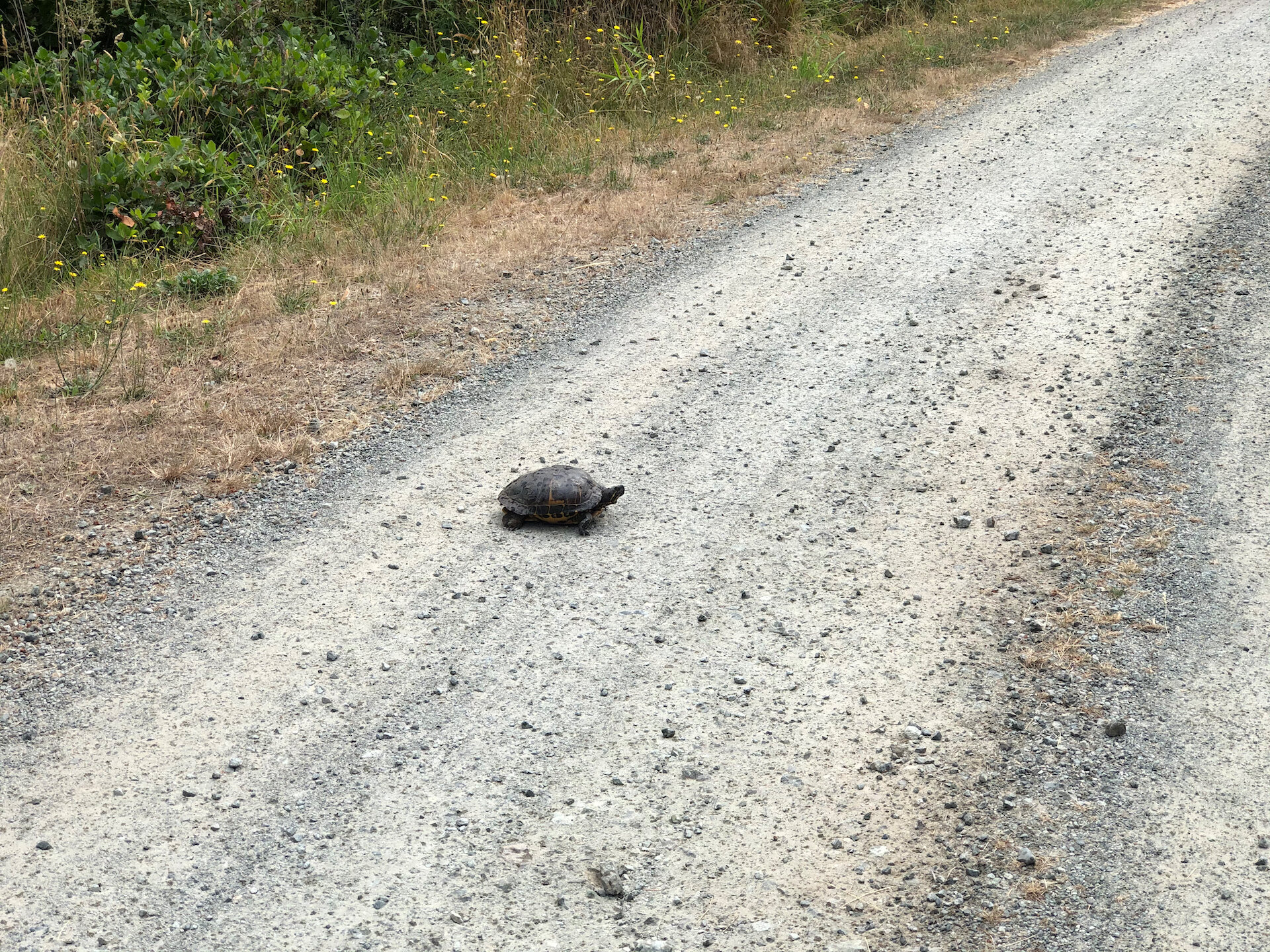  We stopped to move the turtle off the road. 