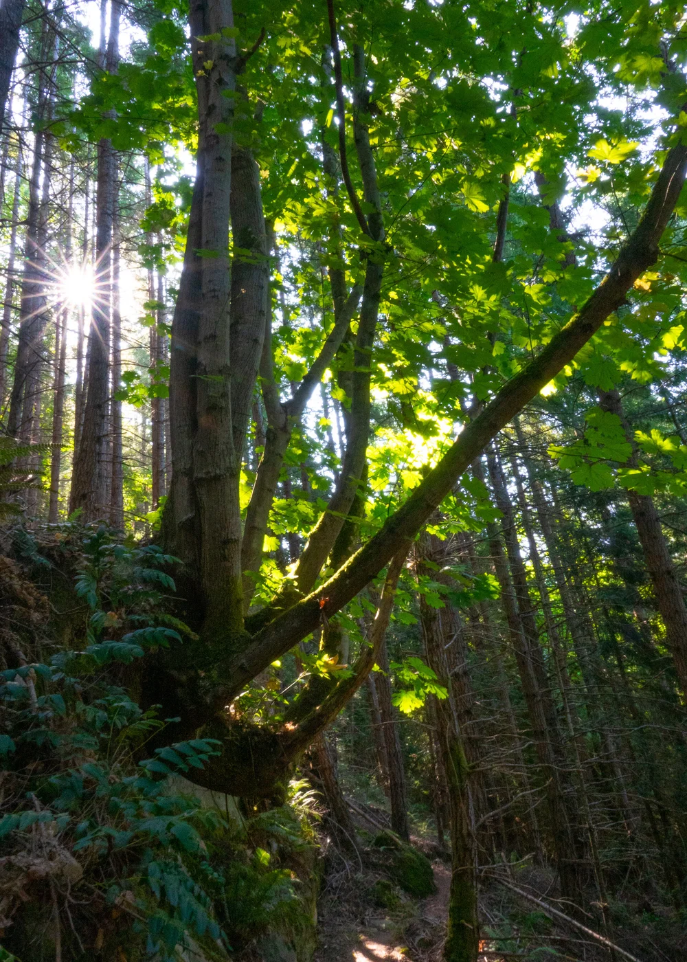  It was another beautiful day, perfect for a walk in the woods. 