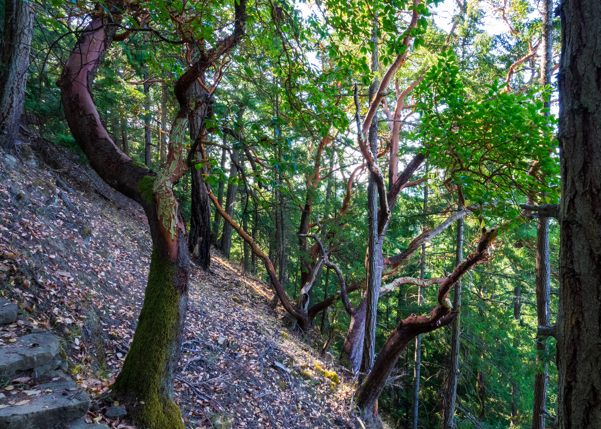  The old arbutus forest was beautiful and peaceful. 