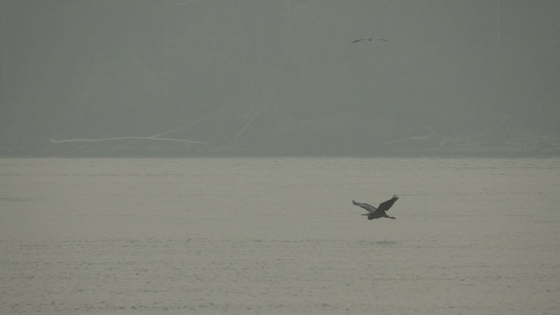  A heron flying over Active Pass. The smoke was so bad that even in here where it’s protected, you could barely see across the narrow channel. 
