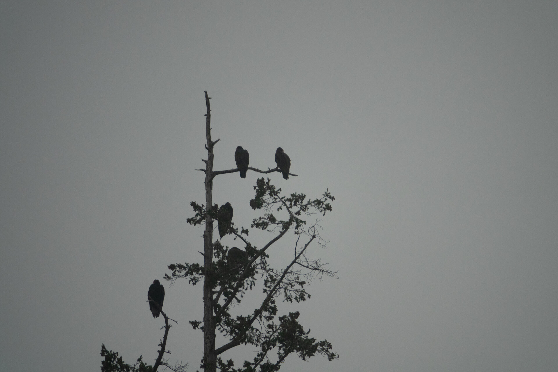 The smoke was so bad all the turkey vultures were grounded. This tree near the water was covered in them! 