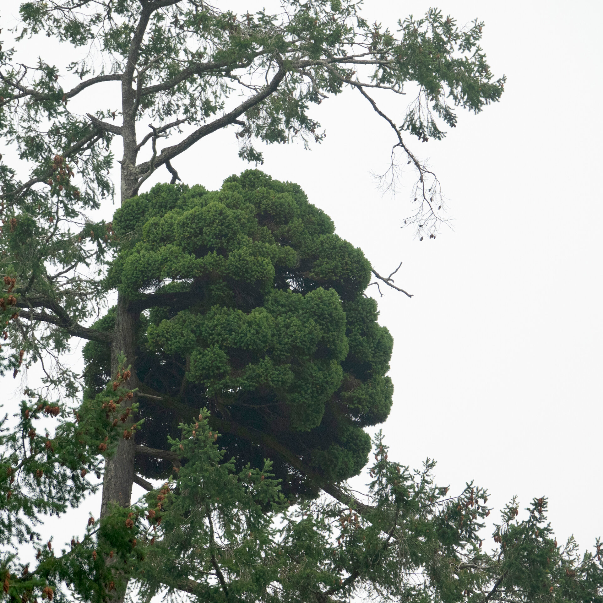  I’ve never quite seen anything like this - a tree growing out of a tree, a good 50-60’ up in the air. 
