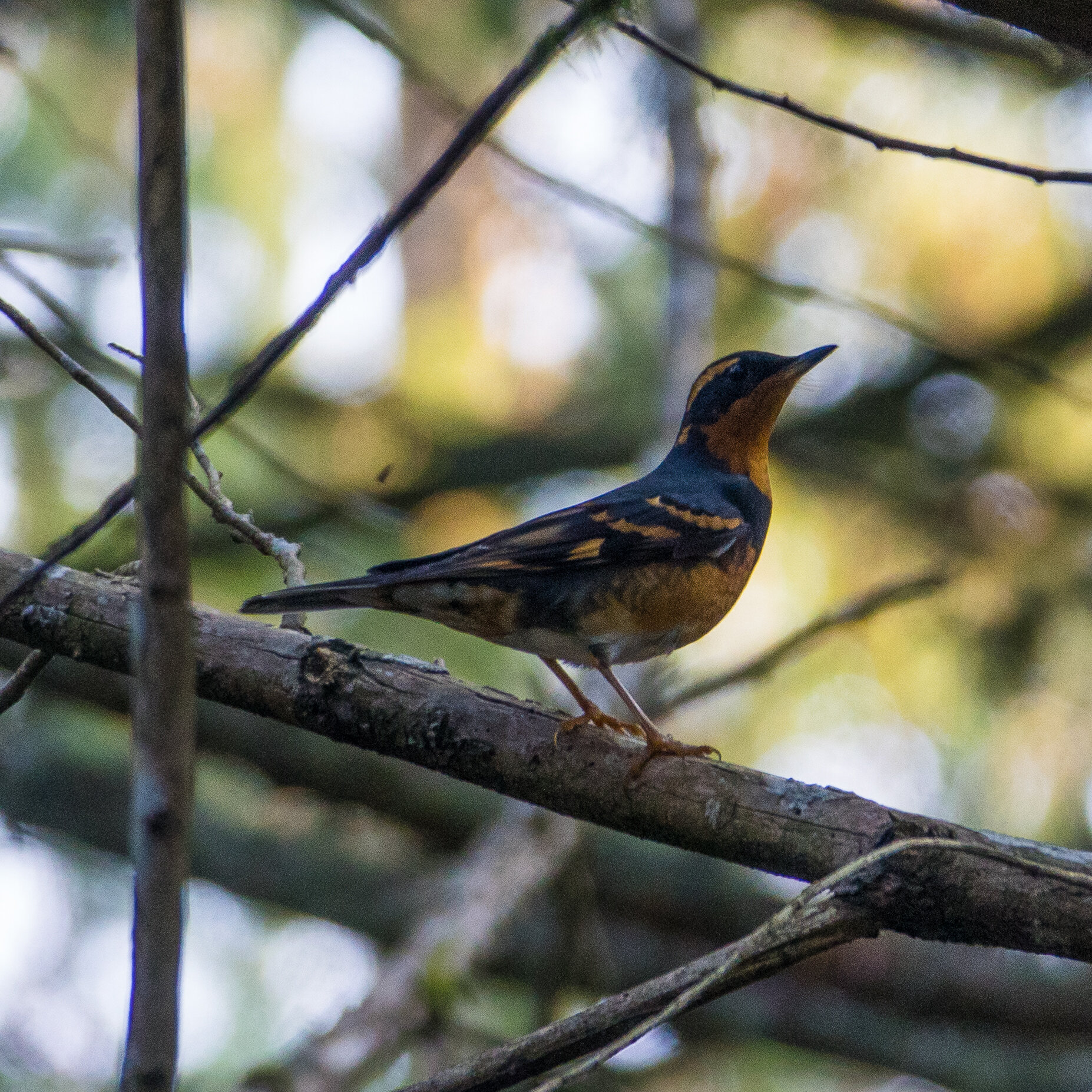  We were lucky enough to see a varied thrush on the walk up to the water. 