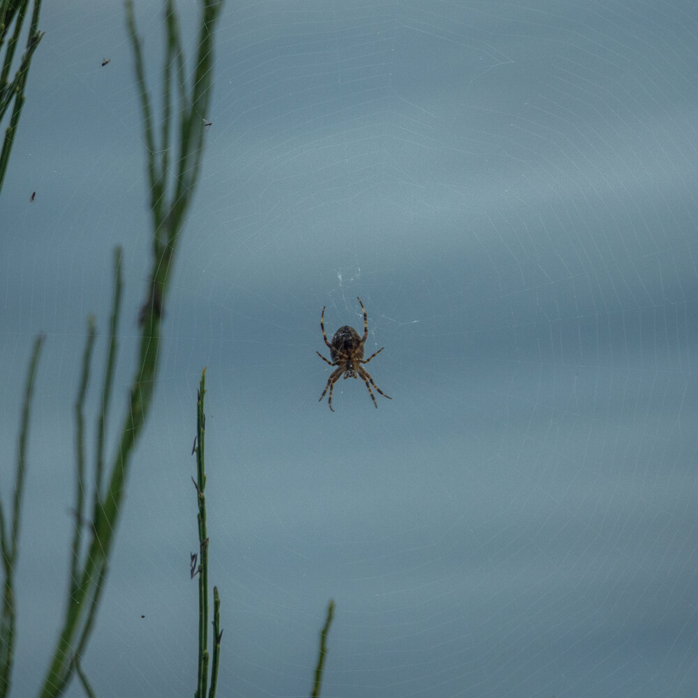  A spider building its web over the water. 