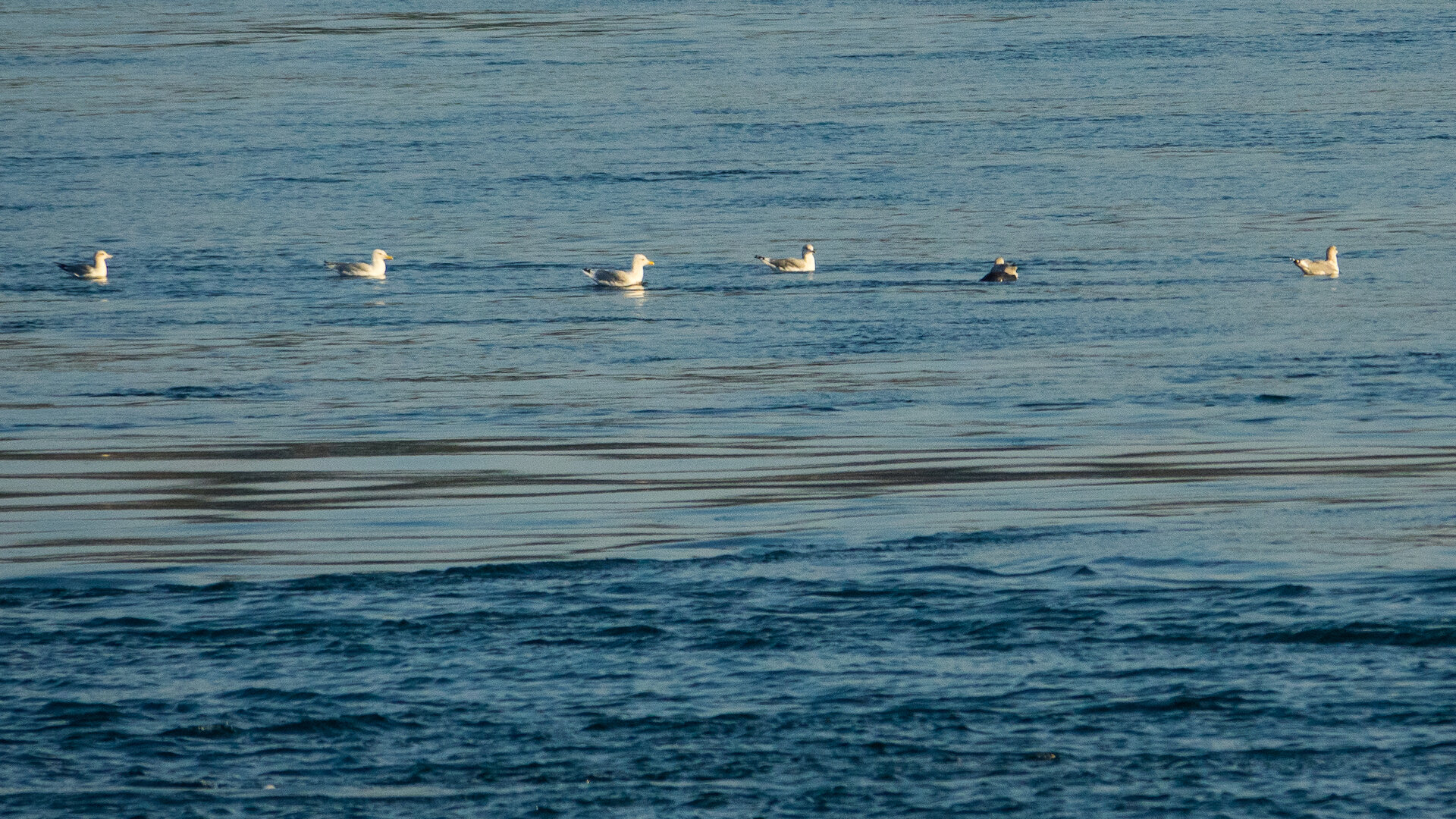  The seals and the sea gulls were happy to hang out together. 