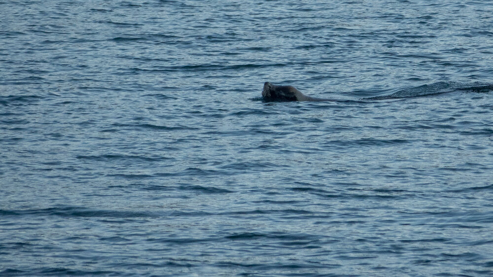  Sea lion passing through. 