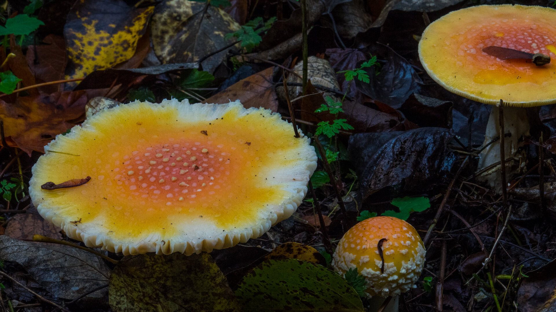  These were some of the most interesting and colorful mushrooms we saw on the hike. 